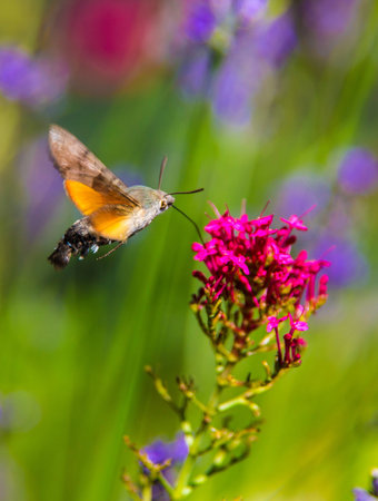 Close up of a hummingbird hawk-moth feeding on a flowerの写真素材