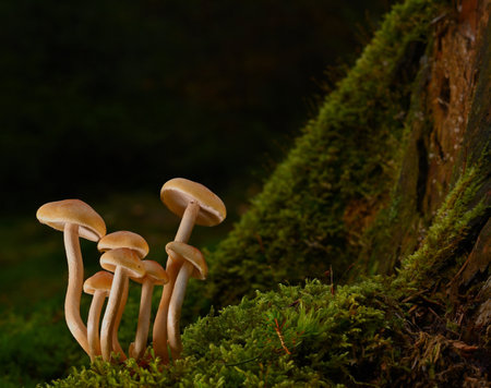 Mushrooms growing on a mossy stump in the forest.の写真素材
