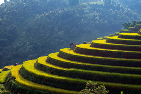 Rice fields on terraced of Mu Cang Chai, YenBai, Vietnamの写真素材
