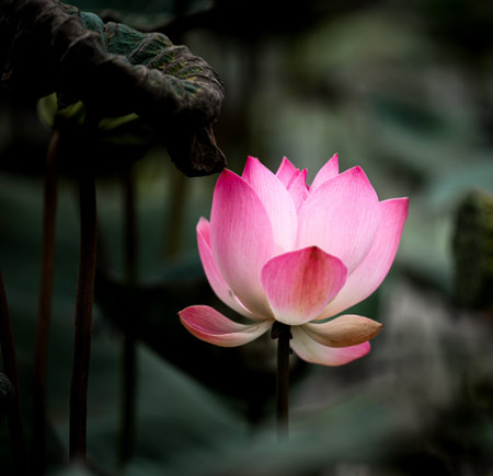 Pink lotus flower blooming in the pond with blurred background.の写真素材