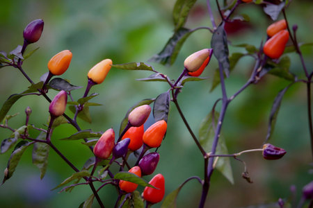 Chili peppers on a tree in the garden. Shallow depth of field.の写真素材