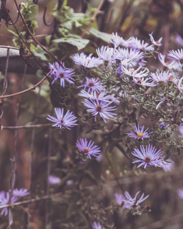 Little purple flowers with filter effect retro vintage hipster style and soft focusの写真素材