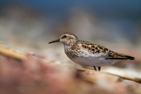 Little Sandpiper (Calidris alba) in natureの写真素材
