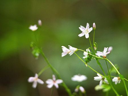 Little white flowers on a green background in a forest, close-upの写真素材