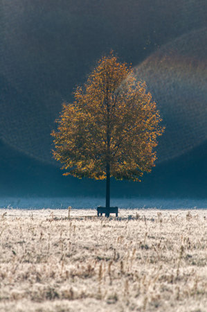 Lonely tree on a meadow. Autumn season in Poland.の写真素材