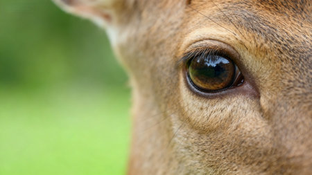 tract of deer eyeの素材