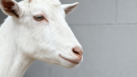 yong of a white goats faceの素材