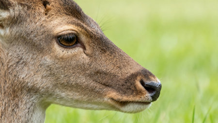 of a deers faceの素材