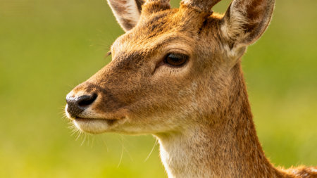 of a deers faceの素材