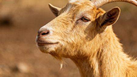tribut of a goats faceの素材