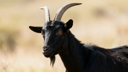 Black goat with curved horns in fieldの素材