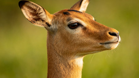 twen of a deers headの素材