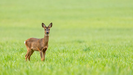Young deer in green fieldの素材
