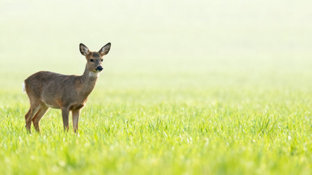 Deer in Green Fieldの素材