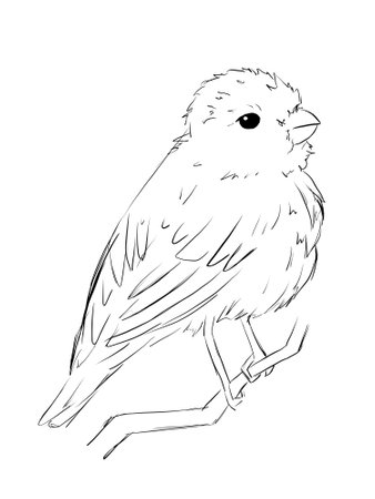 Rosenfinches Are bird in line art illustrationの写真素材
