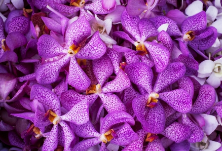 orchid backgroundの写真素材