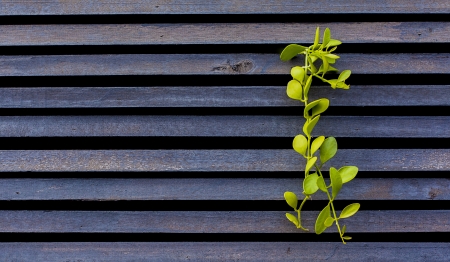 plant growth on woodの写真素材