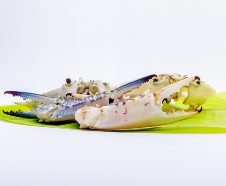 Fresh blue swimmer crab  の写真素材