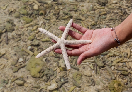 Beautiful starfish on the beachの写真素材