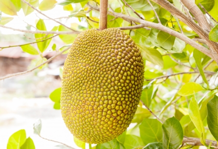 Branch with ripe  jack fruit .の写真素材