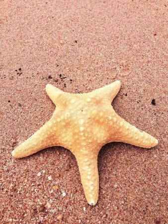 Starfish on the tropical beach.の素材