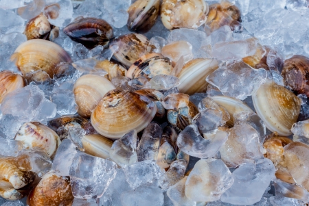 Fresh clams on fish market の写真素材