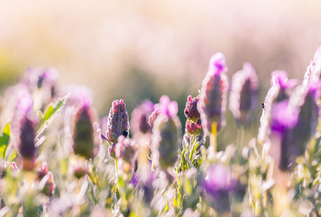 Violet flowers field background on sunset.の写真素材