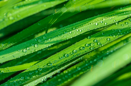 A beautiful green leaf background with water drop.