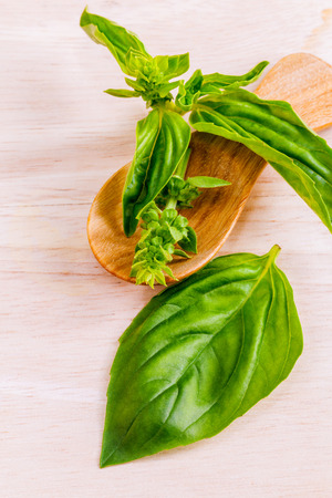 Fresh Sweet Basil on wooden panel.の写真素材