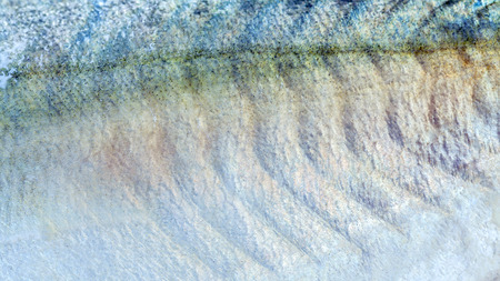 Closeup of mackerel skin textured background.