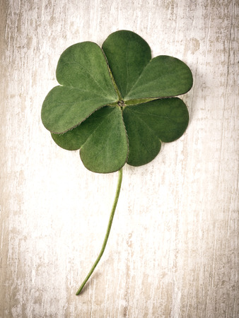Closeup clover leaf on wooden heart  background.の写真素材