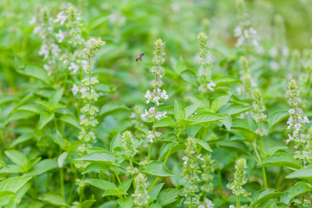 The basil field with flowers herb for aromatherapy .の写真素材
