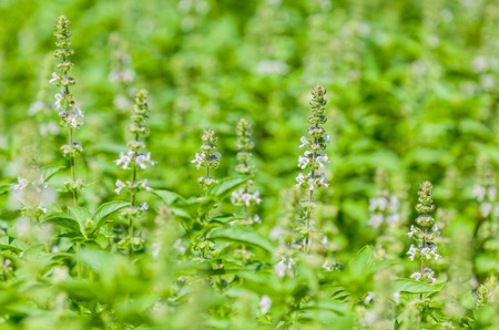 The basil field with flowers herb for aromatherapy .の写真素材