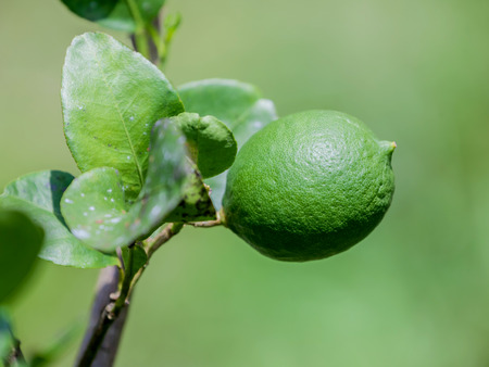 Lime tree and fresh green limes on the branch in the lime garden.の写真素材