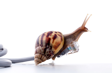 Snail with rj45 connector symbolic photo for slow internet connection. broadband connection is not available everywhere. Snail with rj45 connector symbolic photo for slow internet connection. broadband connection is not available everywhere.