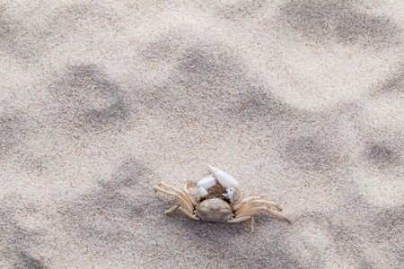 Sea shells,starfish and crab on beach sand for summer and beach concept. Studio shot beach background.の写真素材
