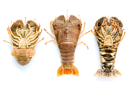 Flathead lobster, Lobster Moreton Bay bug, Oriental flathead lobster isolate on white background.の写真素材