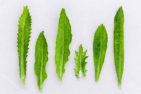 Culantro, Long coriander, Sawtooth coriander the herbs for seasoning of Thailand, India, Vietnam and...