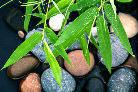 The River Stones spa treatment scene and bamboo leaves with raindrop zen like concepts.の写真素材