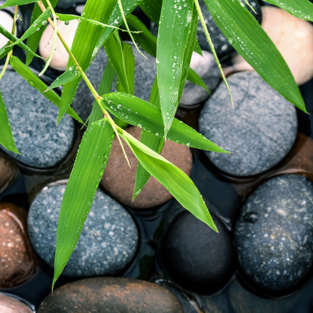 The River Stones spa treatment scene and bamboo leaves with raindrop zen like concepts.の写真素材