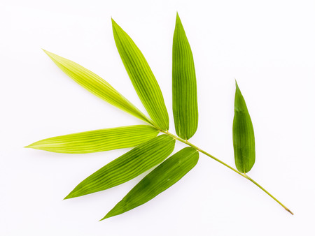 Fresh bamboo leaves border with water drop isolated on white background, botanical zen forest, tropical spa decoration, backdrop with copy space.の写真素材