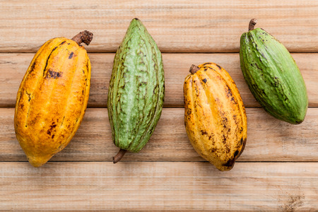 Ripe Indonesia's cocoa  setup on rustic wooden background.の写真素材