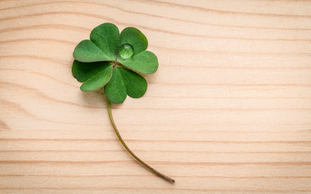 Clovers leaves on wooden background.The symbolic of Four Leaf Clover the first is for faith, the...