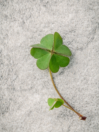 Closeup clovers leaves  on Stone background. The symbolic of the Four Leaf Clover the first is for...
