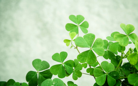 Close up Clovers leaves for background .The symbolic of Clover the first is for faith, the second is for hope, the third is for love Clover and shamrocks is symbolic dreams .の写真素材