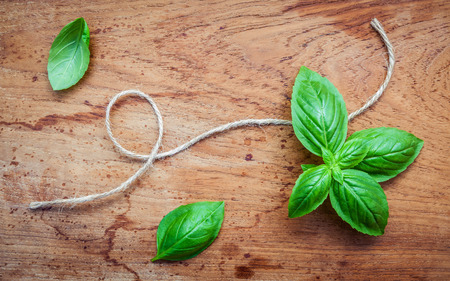 Fresh sweet basil leaves on shabby teak wood background.の写真素材