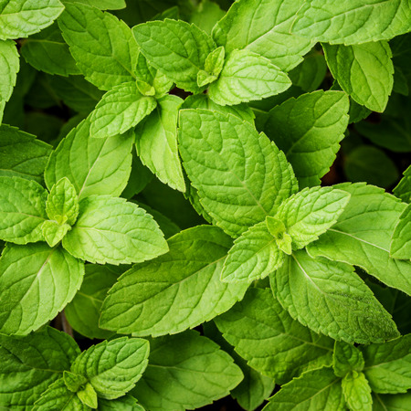Closeup fresh growing peppermint leaves at vegetable garden.