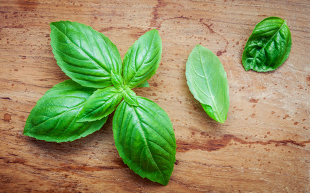 Fresh sweet basil leaves on shabby teak wood background. Sweet basil leafs with flat lay. Food ingredients and seasoning wooden background with copy space.の写真素材