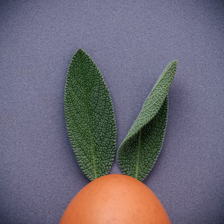 Easter bunny ears made from sage leaves . DIY and Minimal easter concept on gray background with...