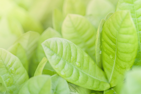 Close up and soft focus of green leaves. Nature green background with selective focus.の写真素材
